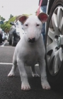 Bull terrier nieta del ch del mundo cardigan prince - mejor precio | unprecio.es