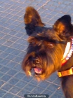 Busco novia - mejor precio | unprecio.es