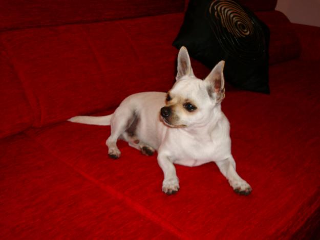 Chihuahua blanco macho precioso, busca novia tambien blanca para tener una aventura sexi