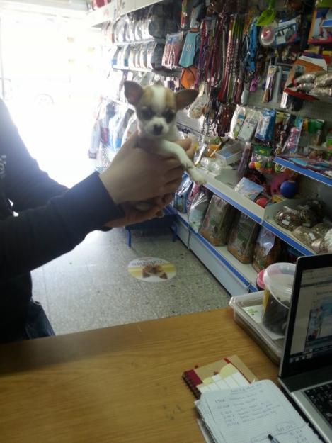 Impresionante cachorrita chihuahua toy toy