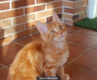 macho maine coon - mejor precio | unprecio.es