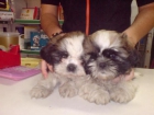PRECIOSOS CACHORROS DE SHITZU, PRECIOSOS 400 EUROS - mejor precio | unprecio.es