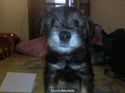 schnauzer miniatura - mejor precio | unprecio.es