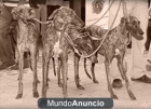 VENTA DE GALGOS DE BUENAS REATAS - mejor precio | unprecio.es