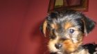 YORKSHIRE TERRIER TORRELAVEGA - mejor precio | unprecio.es