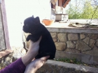 HEMBRA BULLDOG FRANCÉS. NEGRO. PEDIGREE. GARANTIAS. - mejor precio | unprecio.es