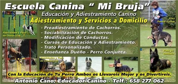 adiestramiento y educacion canina en granada