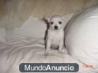 bien entrenados chihuahua cachorros para su realojo - mejor precio | unprecio.es