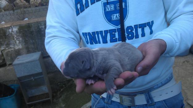 cachorro pitbull