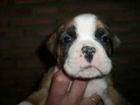 Calidad en BOXER CON PEDIGREE 350 EUROS - mejor precio | unprecio.es