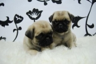 camada de carlino, buena linea cachorros bien formados - mejor precio | unprecio.es