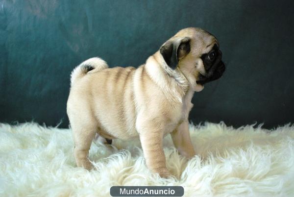 carlinos Pug, excelentes perritos