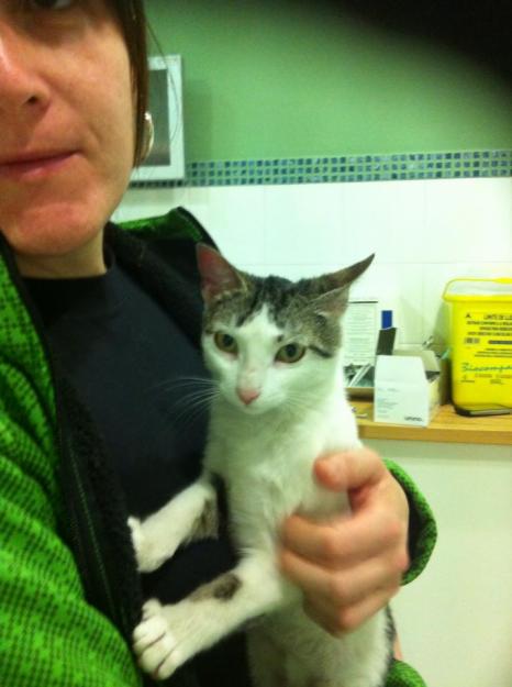 Estupenda gatita busca adoptantes