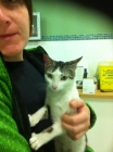 Estupenda gatita busca adoptantes - mejor precio | unprecio.es