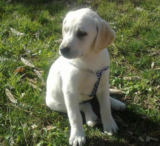 LUCERO, cachorro de LABRADOR BLANCO, como el de Scottex, pero a este lo han abandonado!‏