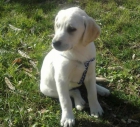 LUCERO, cachorro de LABRADOR BLANCO, como el de Scottex, pero a este lo han abandonado!‏ - mejor precio | unprecio.es