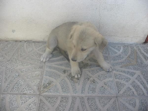 Mastines extremeños,cachorros,machos y hembras,150 Eur.