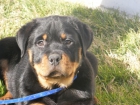 Rottweiler de Pradomonte. Camada disponible - mejor precio | unprecio.es