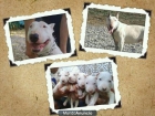 se vende camada bull terrier - mejor precio | unprecio.es