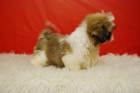 shih tzu, machos y hembras de calidad,. elige el tuyo - mejor precio | unprecio.es