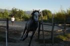 VENDO 3 PRECIOSOS CABALLOS ECONOMICOS - mejor precio | unprecio.es