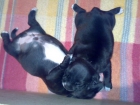 vendo Staffordshire Bull Terrier - mejor precio | unprecio.es