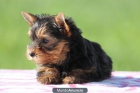 yorkshire terrier mini - mejor precio | unprecio.es