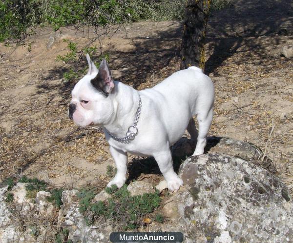 Bulldog francés para montas