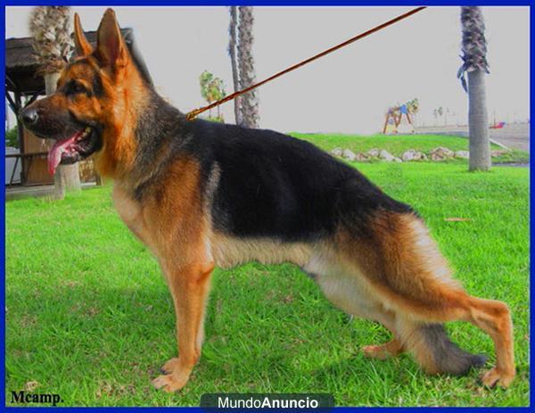 Cachorros Pastor Alemán Primer Nivel.