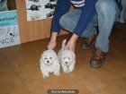 Bichon Maltes hembra 395 euros - mejor precio | unprecio.es