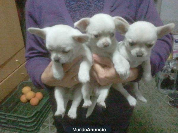 cachooros de chihuahua con pedigree