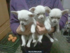 cachooros de chihuahua con pedigree - mejor precio | unprecio.es