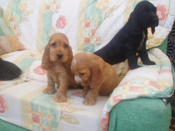 Encantadores cachorritos de Cocker Spaniel con pedigree, economicos.