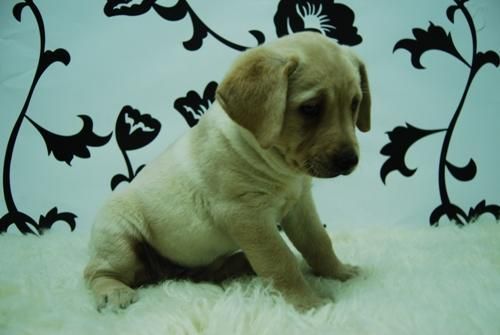 hembritas&machos de L-A-B-R-A-D-O-R-!! CACHORRINES ATENTOS Y CARIÑOSOS**2meses**