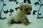 hembritas&machos de L-A-B-R-A-D-O-R-!! CACHORRINES ATENTOS Y CARIÑOSOS**2meses** - mejor precio | unprecio.es