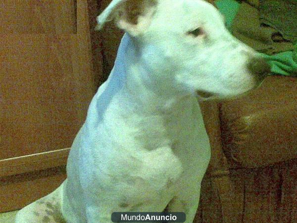 se ofrece american standfor para montas
