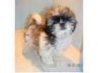 Shih tzu machos y hembras de dos meses, - mejor precio | unprecio.es