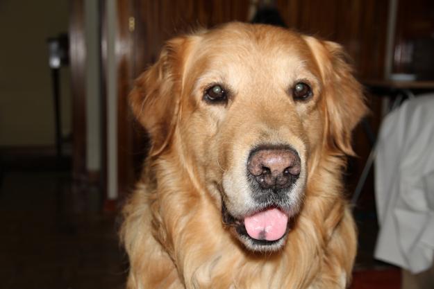 Soy koke,un golden y busco una perrita golden para tener cachorritos