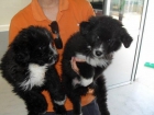 Tengo muchos cachorros para dar en adopción - mejor precio | unprecio.es