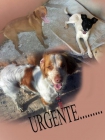 Urgente.... adopcion para estos tres perros - mejor precio | unprecio.es