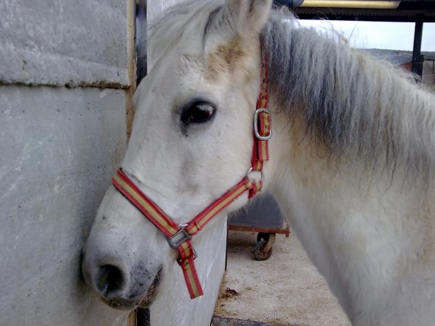 vendo caballo docil interesados 671 551 931