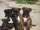 Vendo cachorras boxer pedigree - mejor precio | unprecio.es