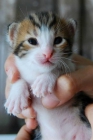 Seis gatos en adopción. Urgente - mejor precio | unprecio.es