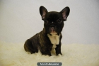 Bulldog franceses preciosos cachorros listos para entregar negros y fanw - mejor precio | unprecio.es