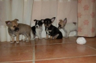 Cachorritos de Chihuahua - mejor precio | unprecio.es