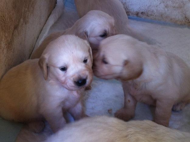 Cachorro Golden Retriever