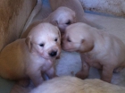 Cachorro Golden Retriever - mejor precio | unprecio.es