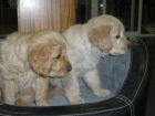 golden retriver - mejor precio | unprecio.es