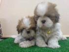 PRECIOSOS CACHORROS DE SHITZU. 470E - mejor precio | unprecio.es