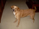 REGALO LABRADOR RETRIVER - mejor precio | unprecio.es